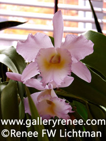"Pink Cattleya in Sunlight" Digital Photography, Photoigraphic Art Gallery, Artist Renee FW Lichtman