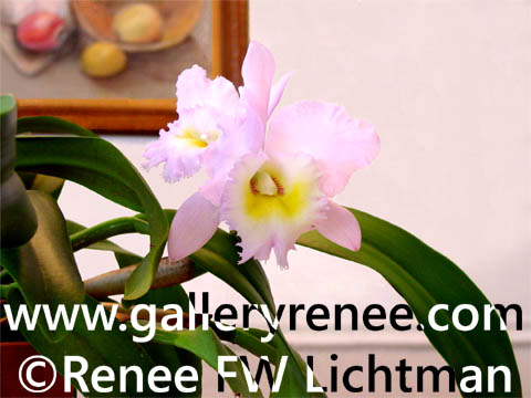 "Pink Catlleya Photo Two" Photography, Botanical and Floral Art Gallery, Original Art Gallery, Photographic Art Gallery, Fine Art for Sale from Artist Renee FW Lichtman