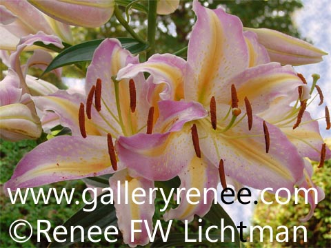 "Pink Summer Lily" Photographic Art, Botanical and Floral Art Gallery,Garden Flower Art Gallery,Photographic Art Gallery, Fine Art for Sale from Artist Renee FW Lichtman
